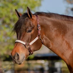 Outlet KENSINGTON ™ Premium Halter