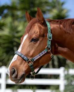 Outlet KENSINGTON ™ Premium Halter