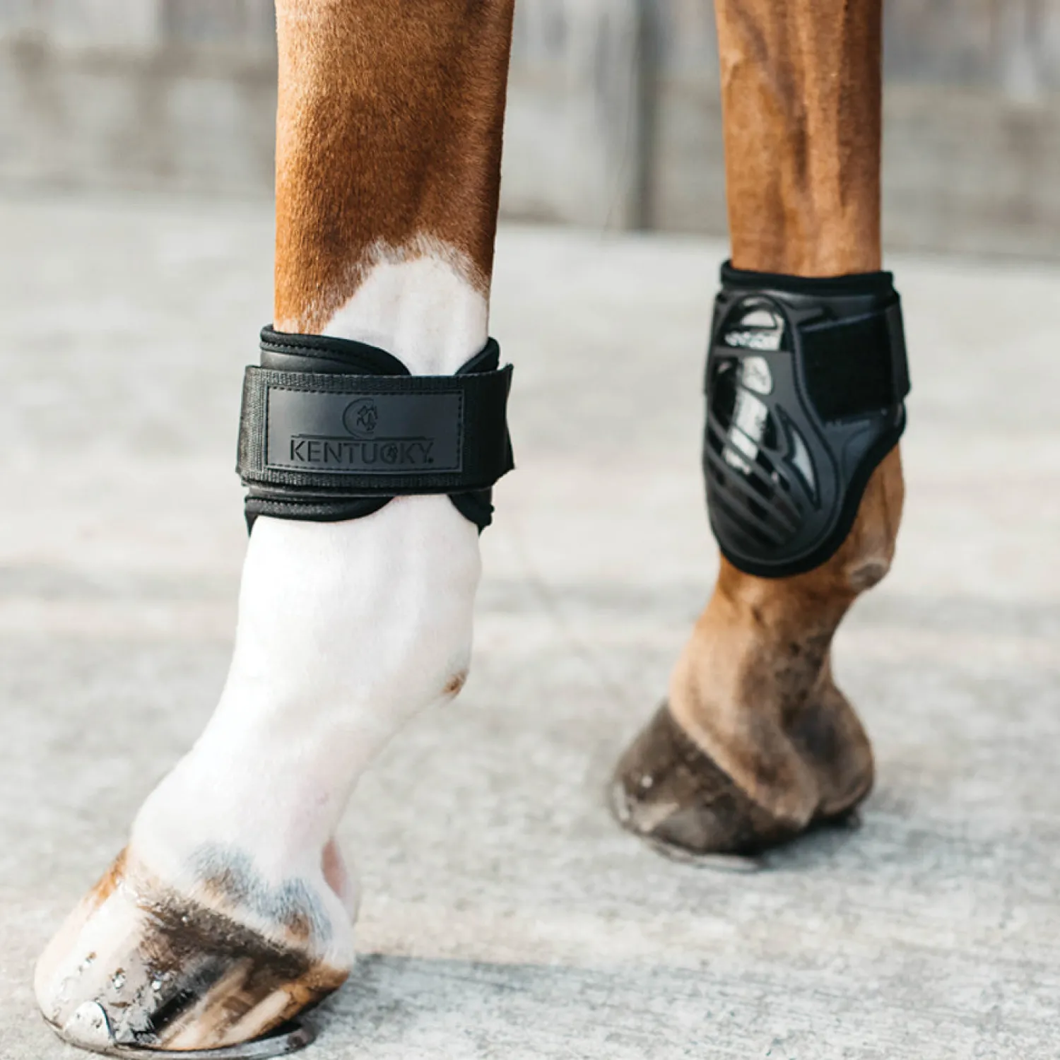 Clearance KENTUCKY HORSEWEAR Young Horse Fetlock Boots Black