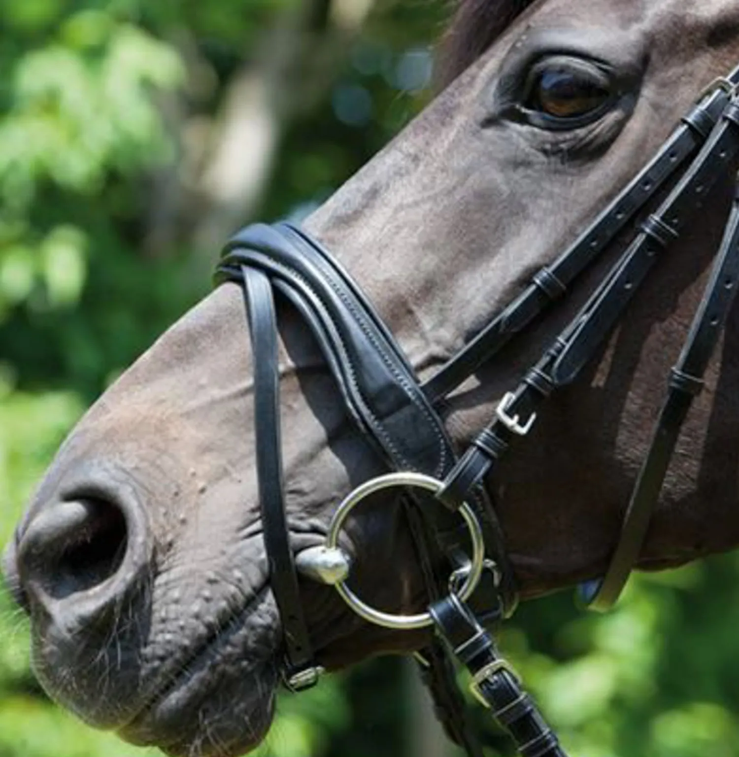 Online KIEFFER SATTLERWAREN Kieffer Perseus Snaffle Bridle with Plain Browband Black