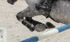 Sale HORSE HEALTH TRADE LeMieux® Impact Responsive Tendon Boots Black
