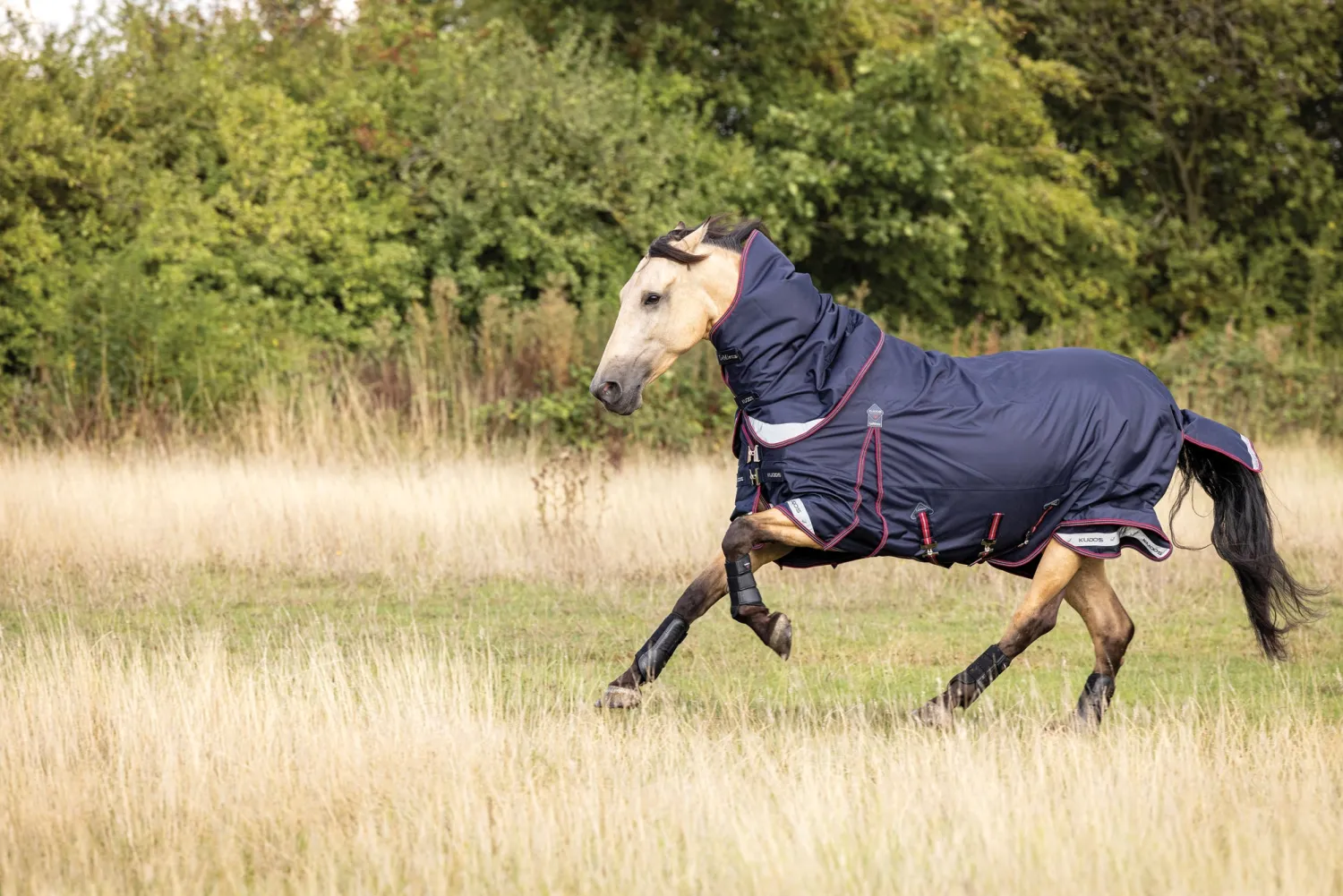 HORSE HEALTH TRADE LeMieux® Kudos 100 Gram Turnout Blanket Navy