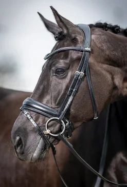 HORSE HEALTH TRADE LeMieux® Kudos Dressage Flash Bridle Black