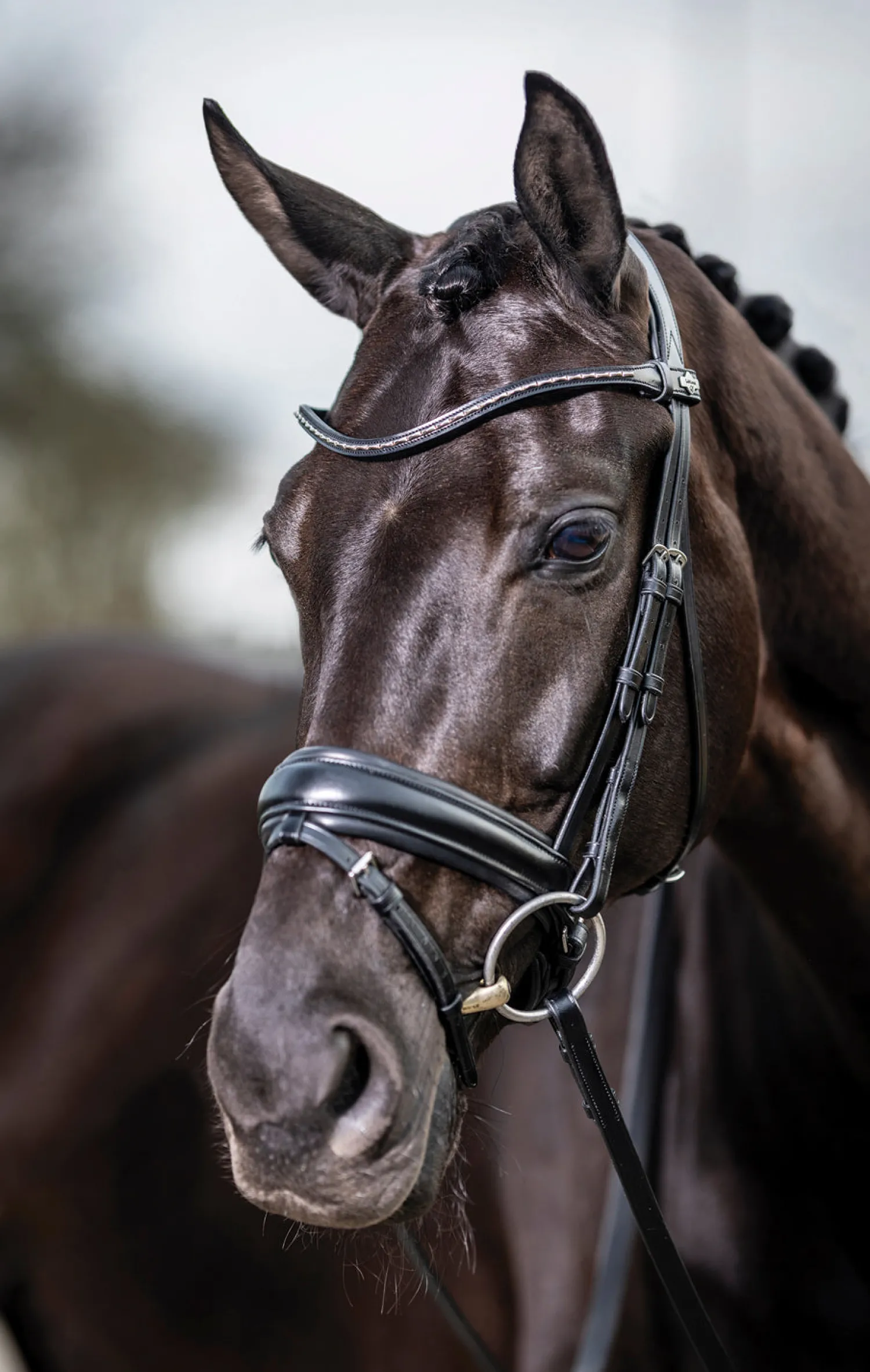 HORSE HEALTH TRADE LeMieux® Kudos Dressage Flash Bridle Black