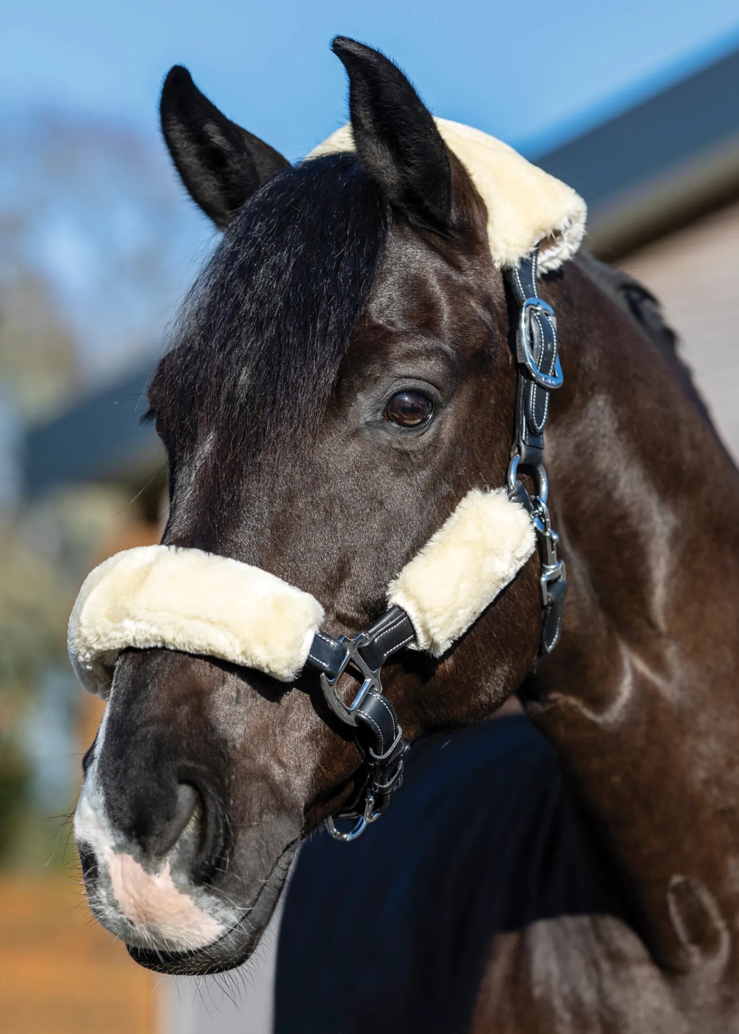 Discount HORSE HEALTH TRADE LeMieux® Simuwool 4-Piece Halter Set