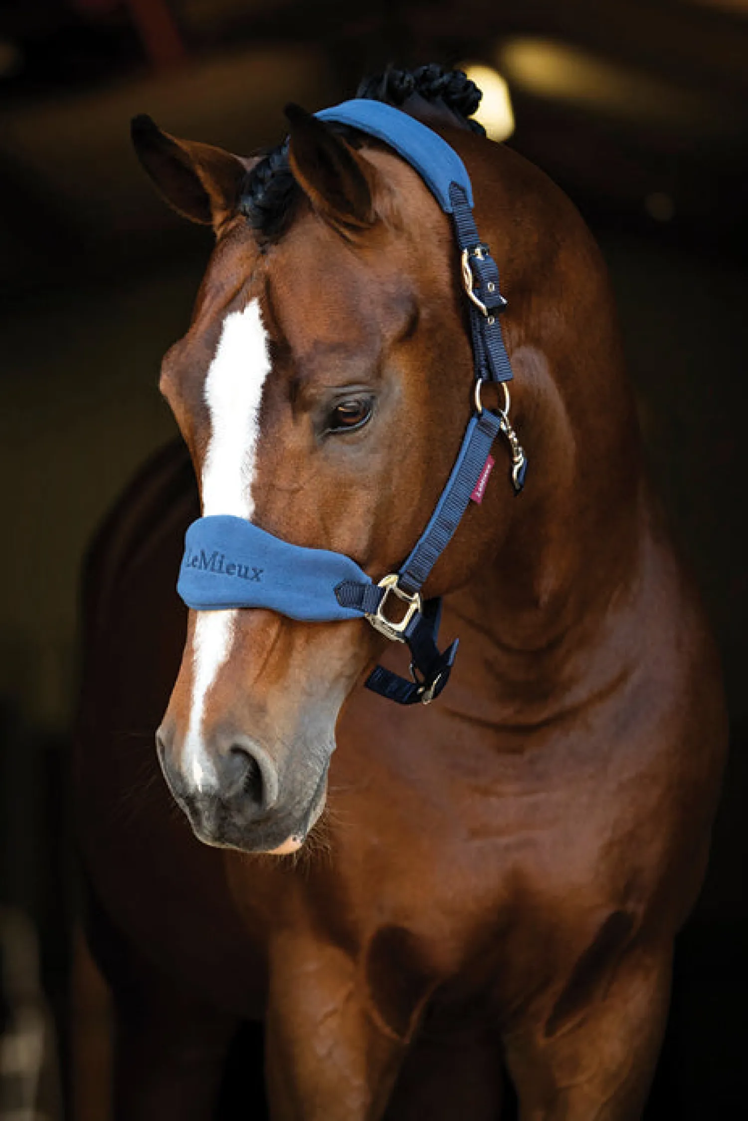Discount HORSE HEALTH TRADE LeMieux® Vogue Halter & Lead Rope Set