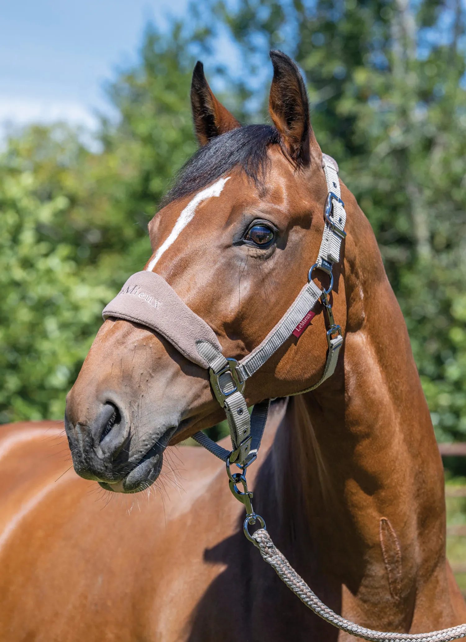 New HORSE HEALTH TRADE LeMieux® Vogue Halter & Rope Lead Set