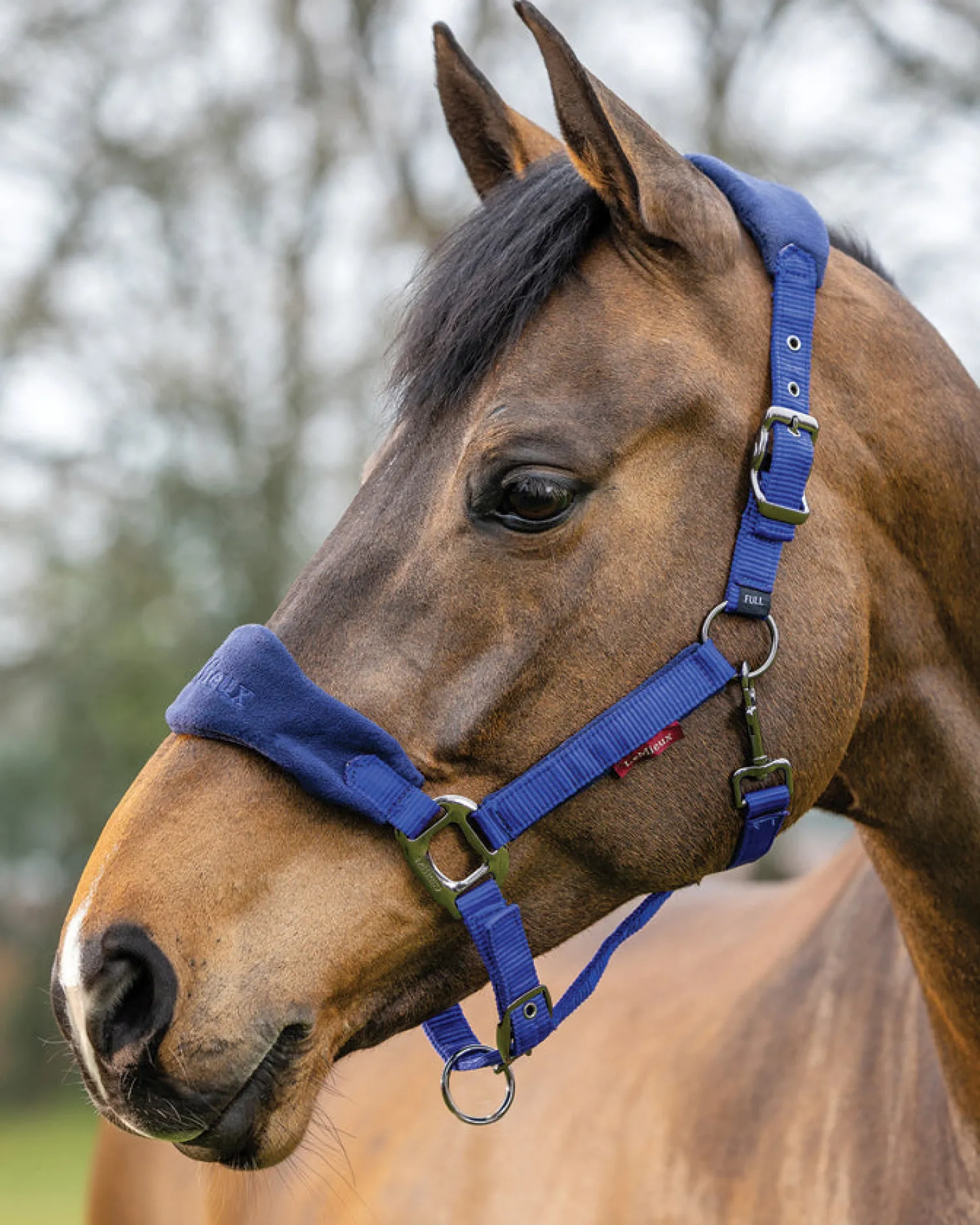 New HORSE HEALTH TRADE LeMieux® Vogue Halter & Rope Lead Set