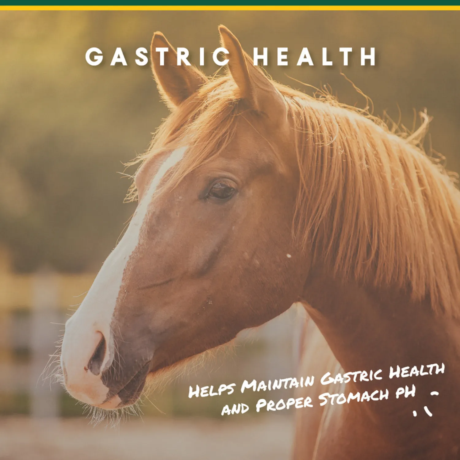 Outlet ANIMAL HEALTH INT Manna Pro® Corta-Flx® U-Gard™ Pellets, 4 Pounds