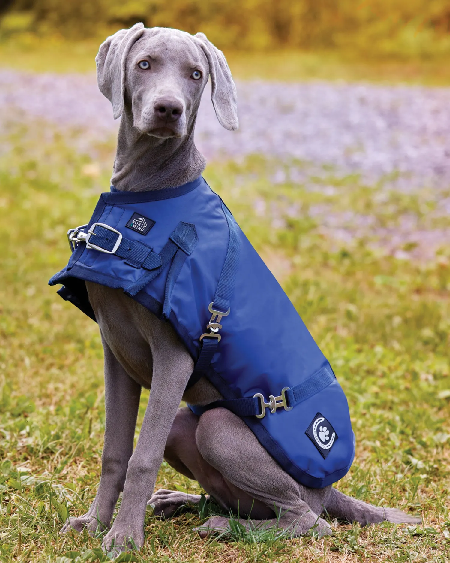 New CWEAR BRANCH NorthWind™ Dog Turnout Blanket