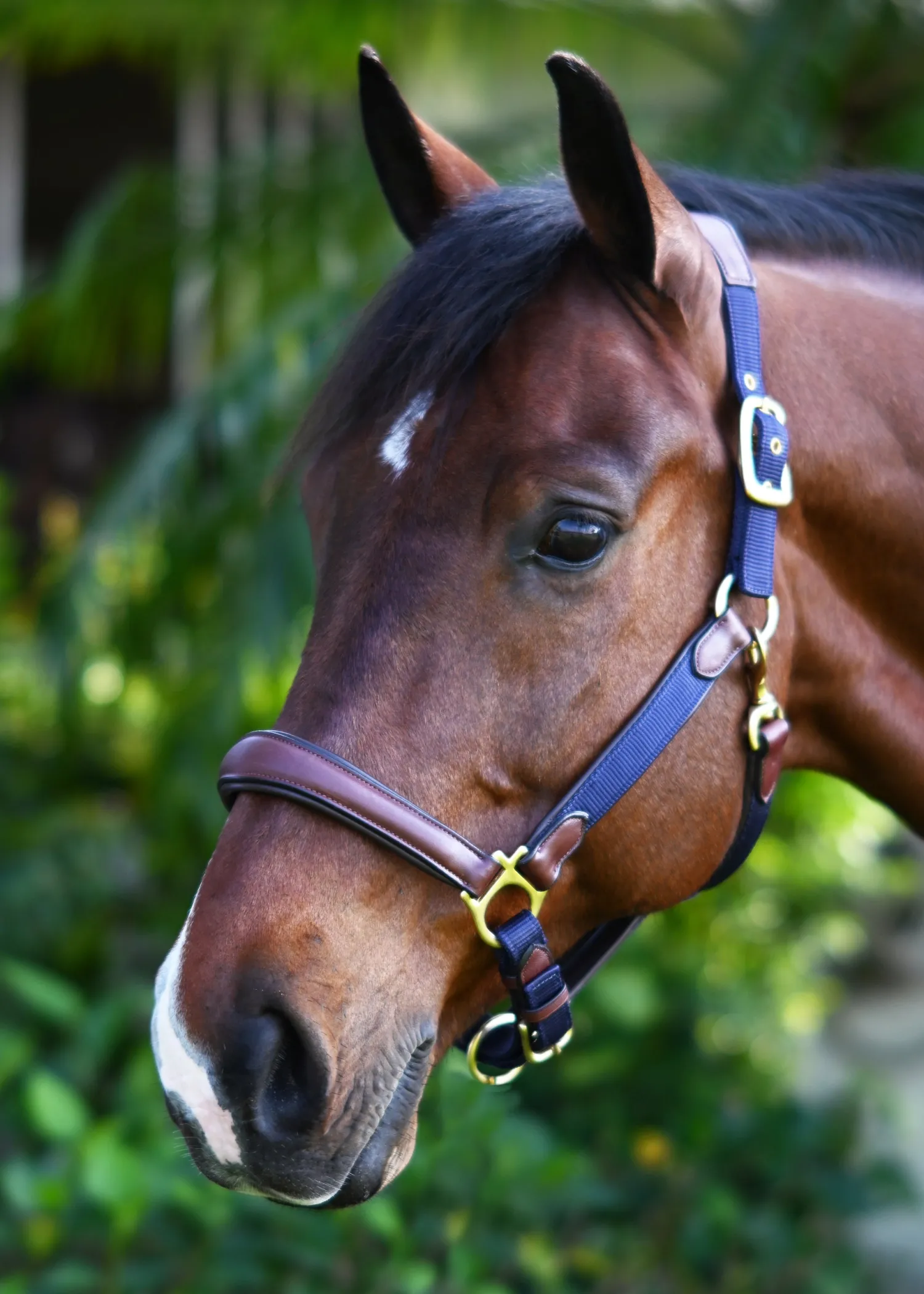 Best ERS Ovation® Luxor Cushion-Flex Halter