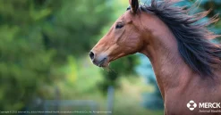 Outlet ANIMAL HEALTH INT Panacur® PowerPac
