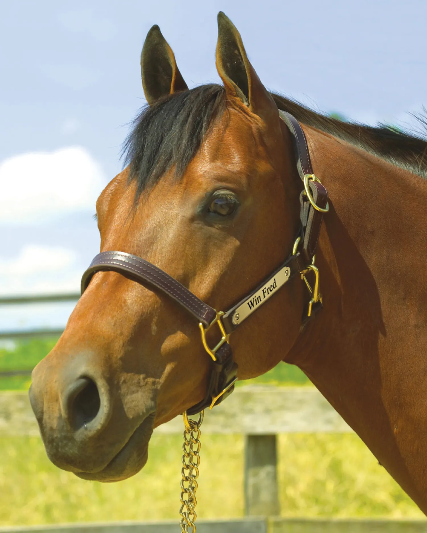 Clearance PERRIS LEATHER Perri’s® 1" XL Stallion Premium Leather Show Halter with Nameplate