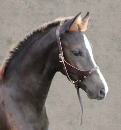 Sale PERRIS LEATHER Perri’s® Leather Foal Halter Havana