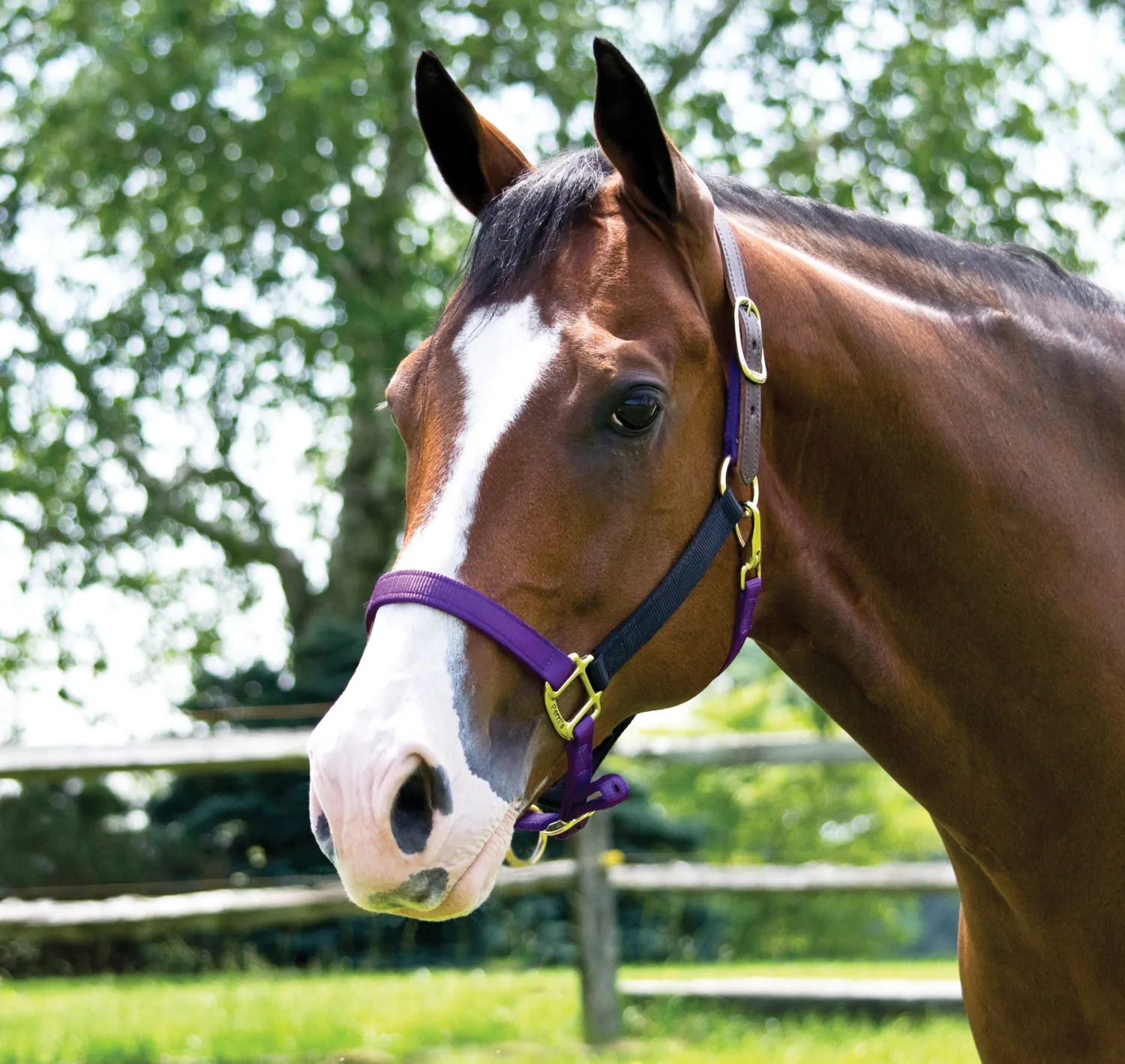 PERRIS LEATHER Perri’s® Premium Nylon Breakaway Halter
