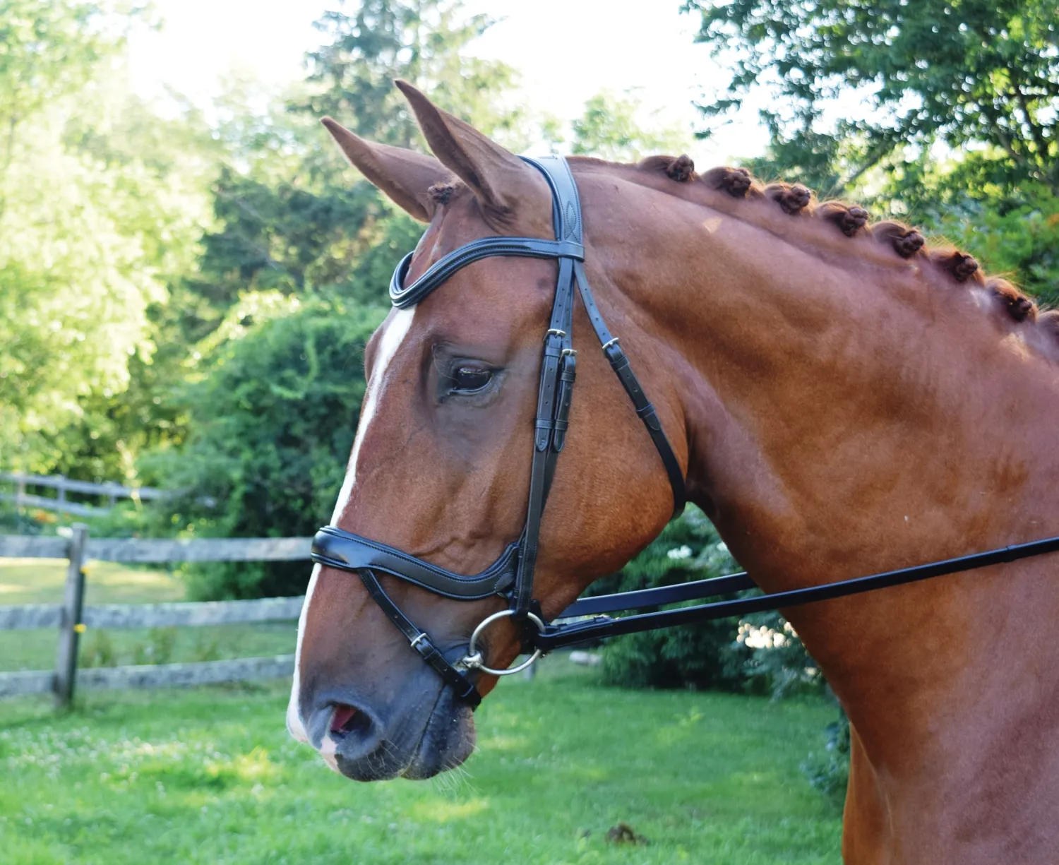 Outlet KL SELECT Red Barn Arena Ergonomic Snaffle Black