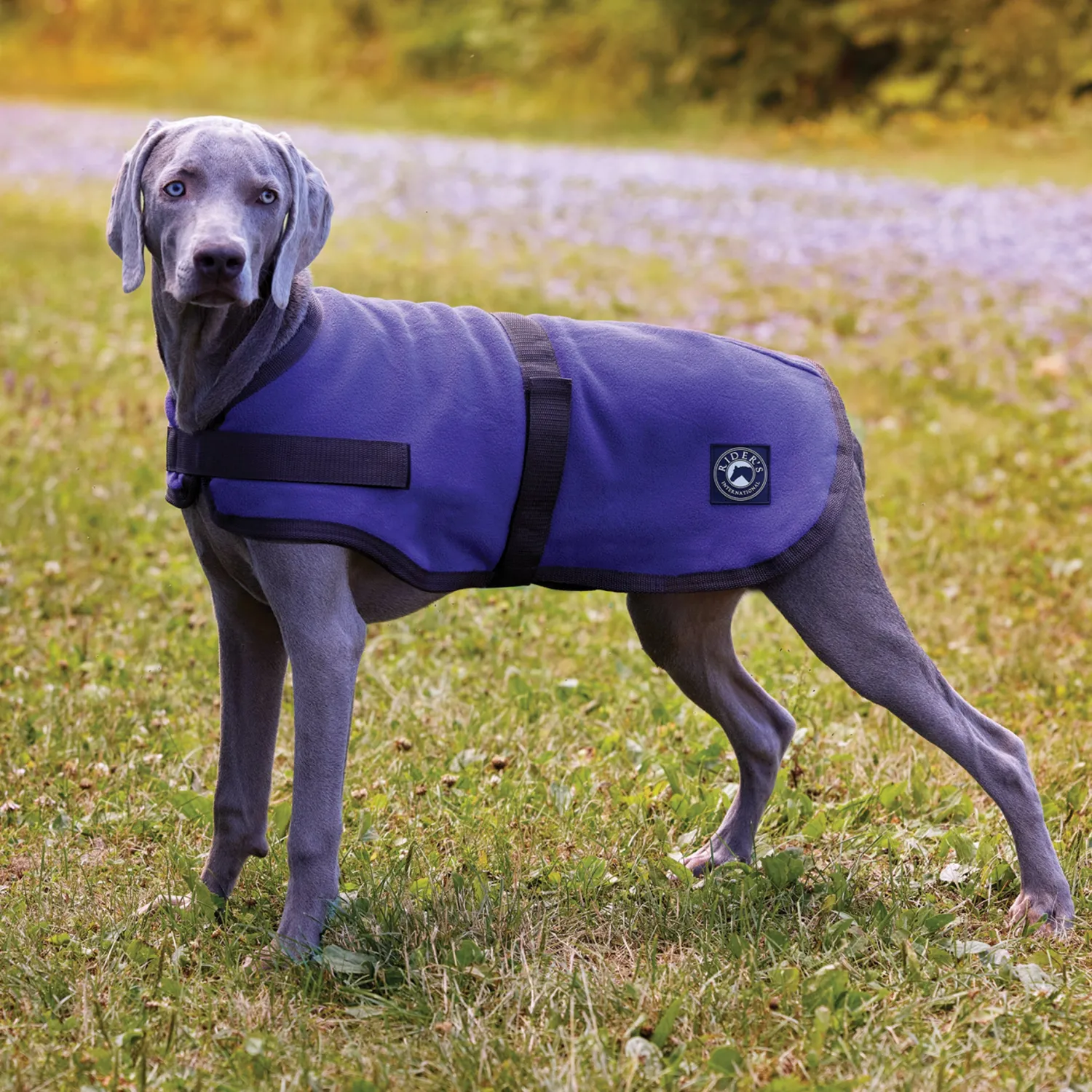 Hot CWEAR BRANCH Rider’s International™ Fleece Dog Cooler