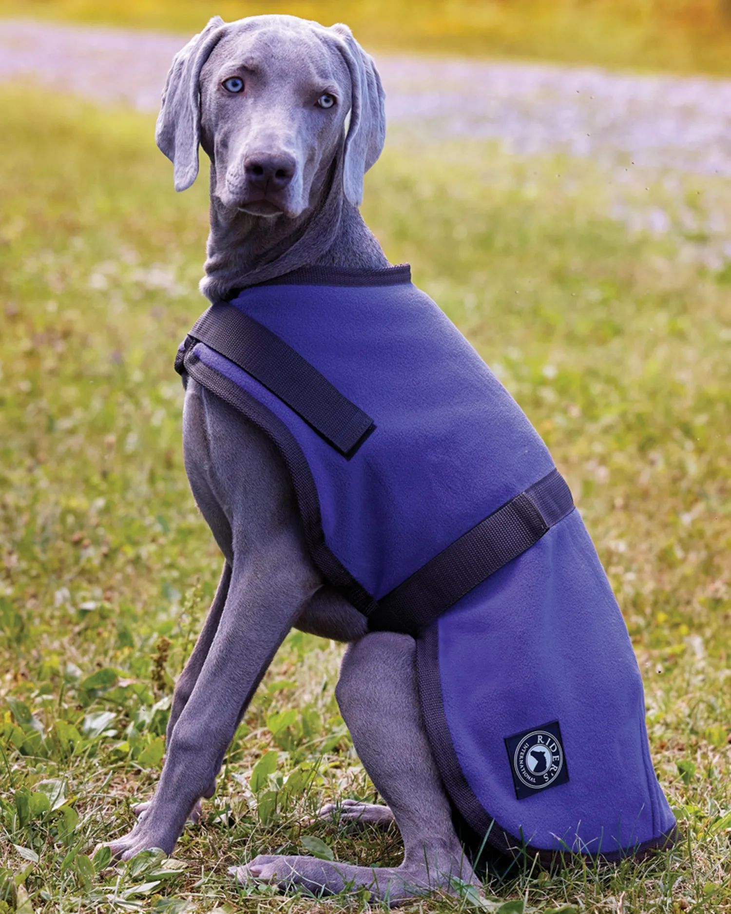 Hot CWEAR BRANCH Rider’s International™ Fleece Dog Cooler
