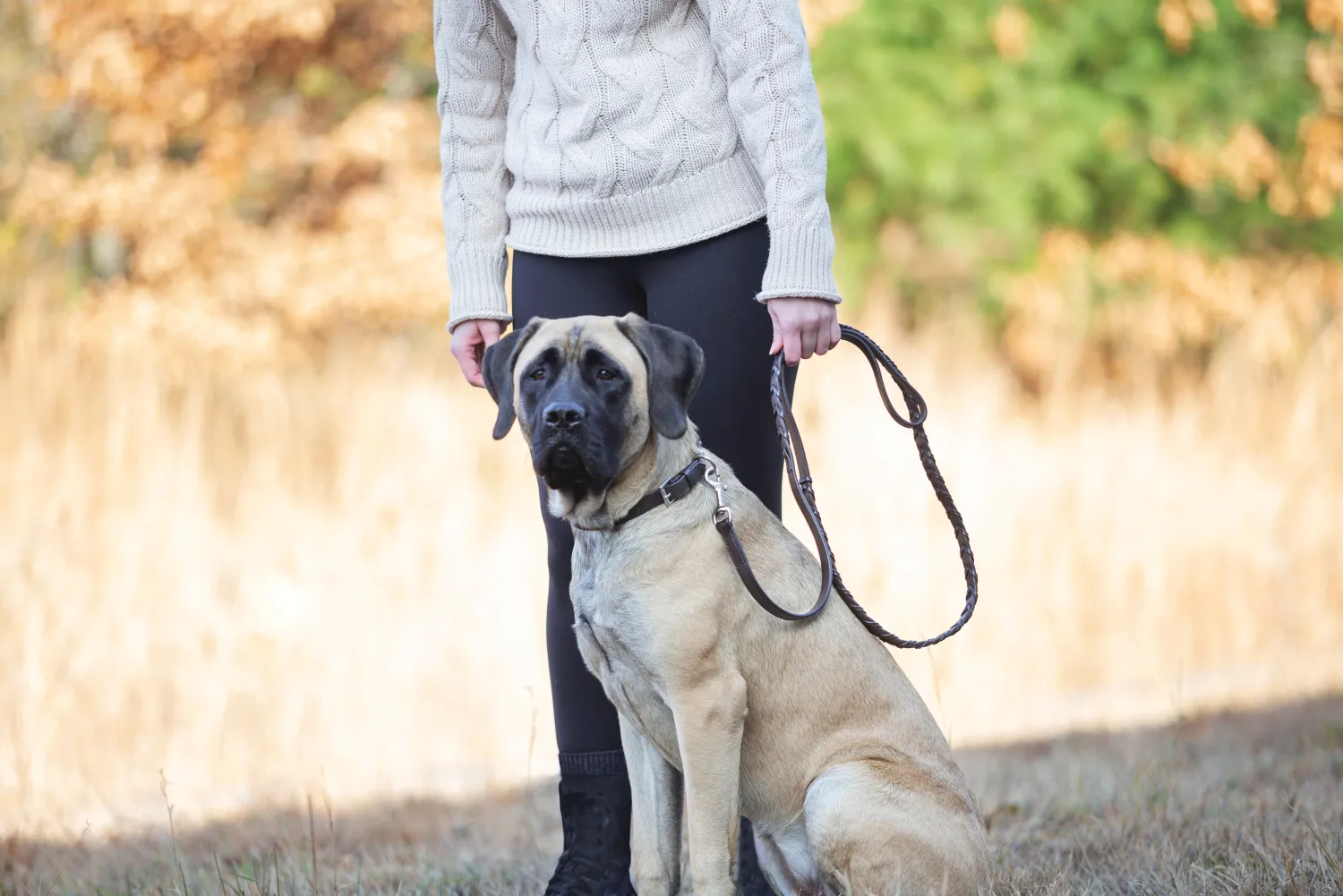 Best PUSHKAR INTL Rider’s International™ Laced Rein Dog Leash Brown