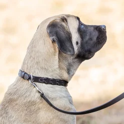 Online PUSHKAR INTL Rider’s International™ Laced Rein Dog Collar Brown