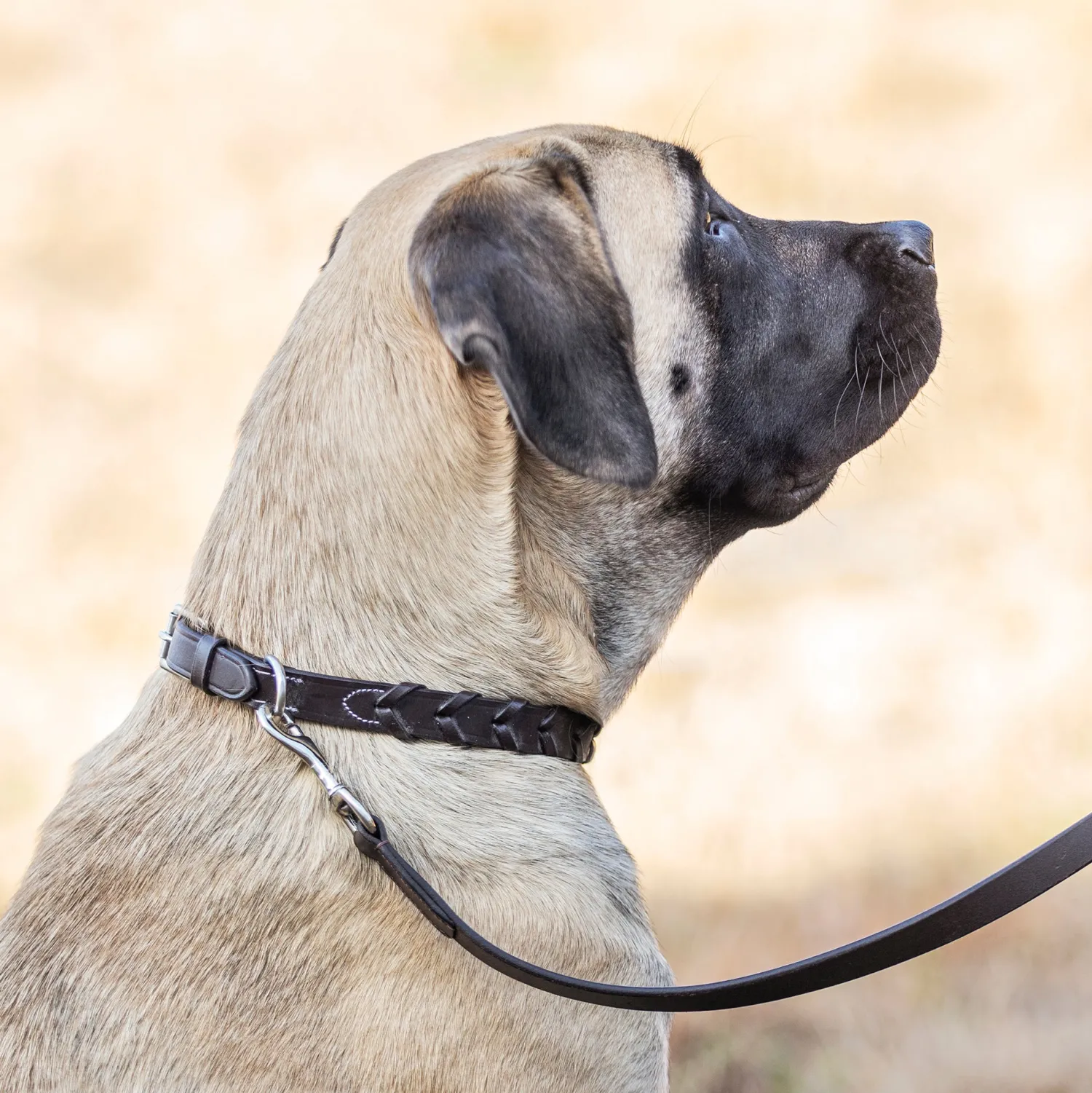 Online PUSHKAR INTL Rider’s International™ Laced Rein Dog Collar Brown