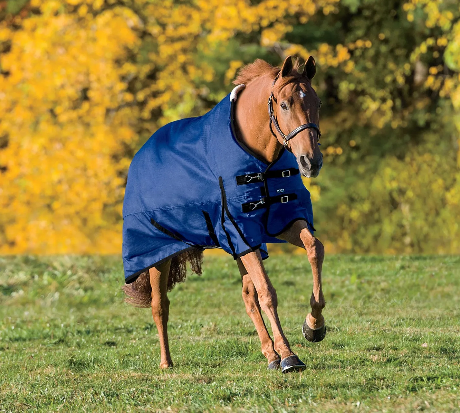 Hot CWEAR BRANCH Rider’s International™ Supreme Turnout Sheet