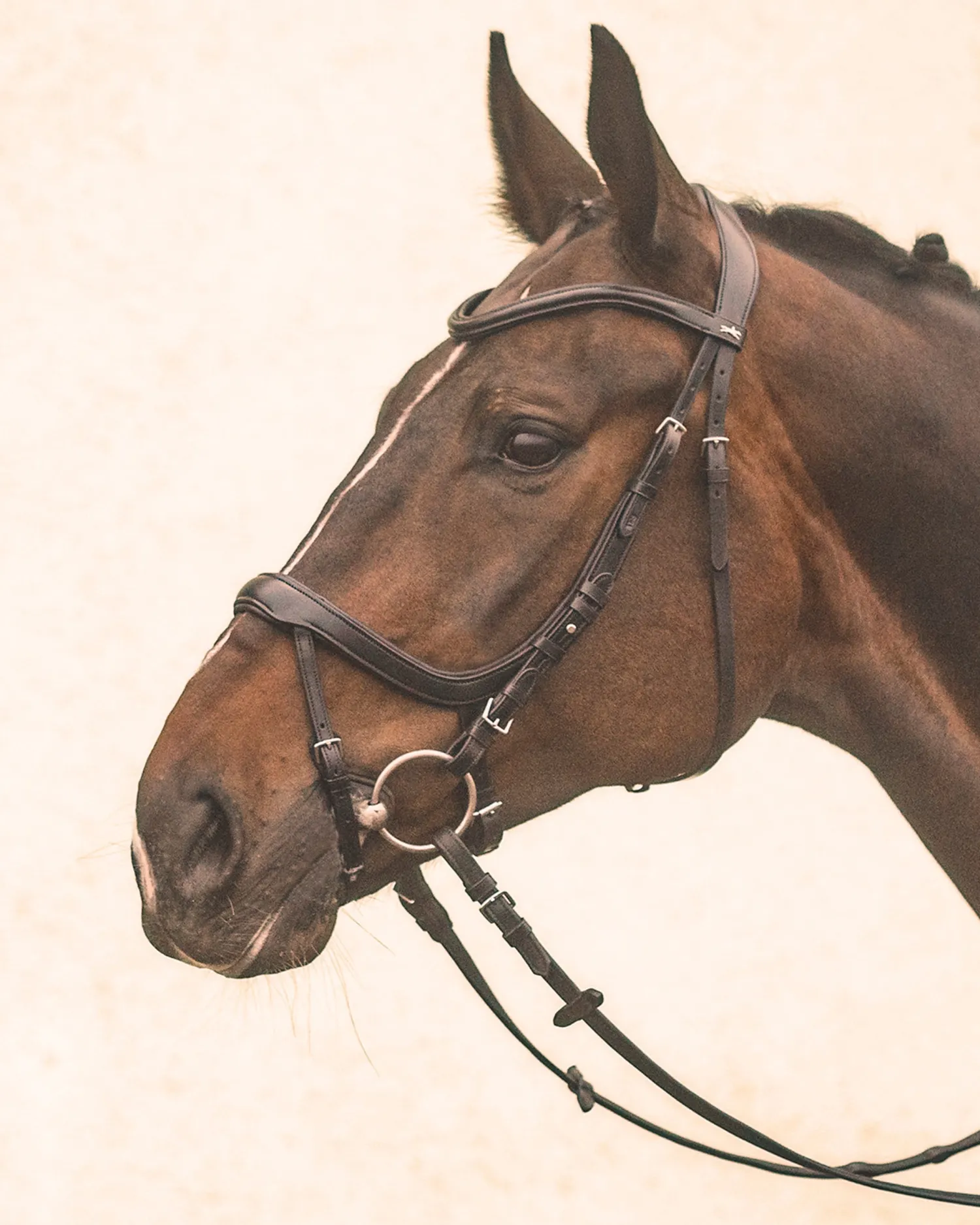 Clearance SCHOCKEMOEHLE N.A. Schockemöhle Equitus Alpha Bridle