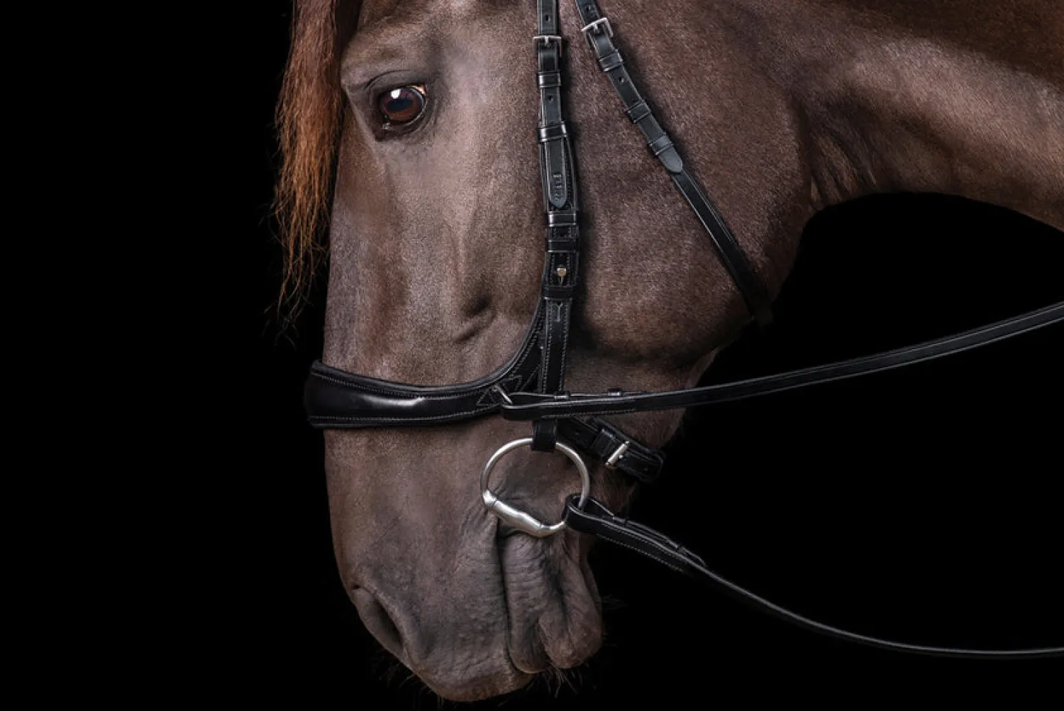 Hot SCHOCKEMOEHLE N.A. Schockemöhle Equitus Theta Bridle