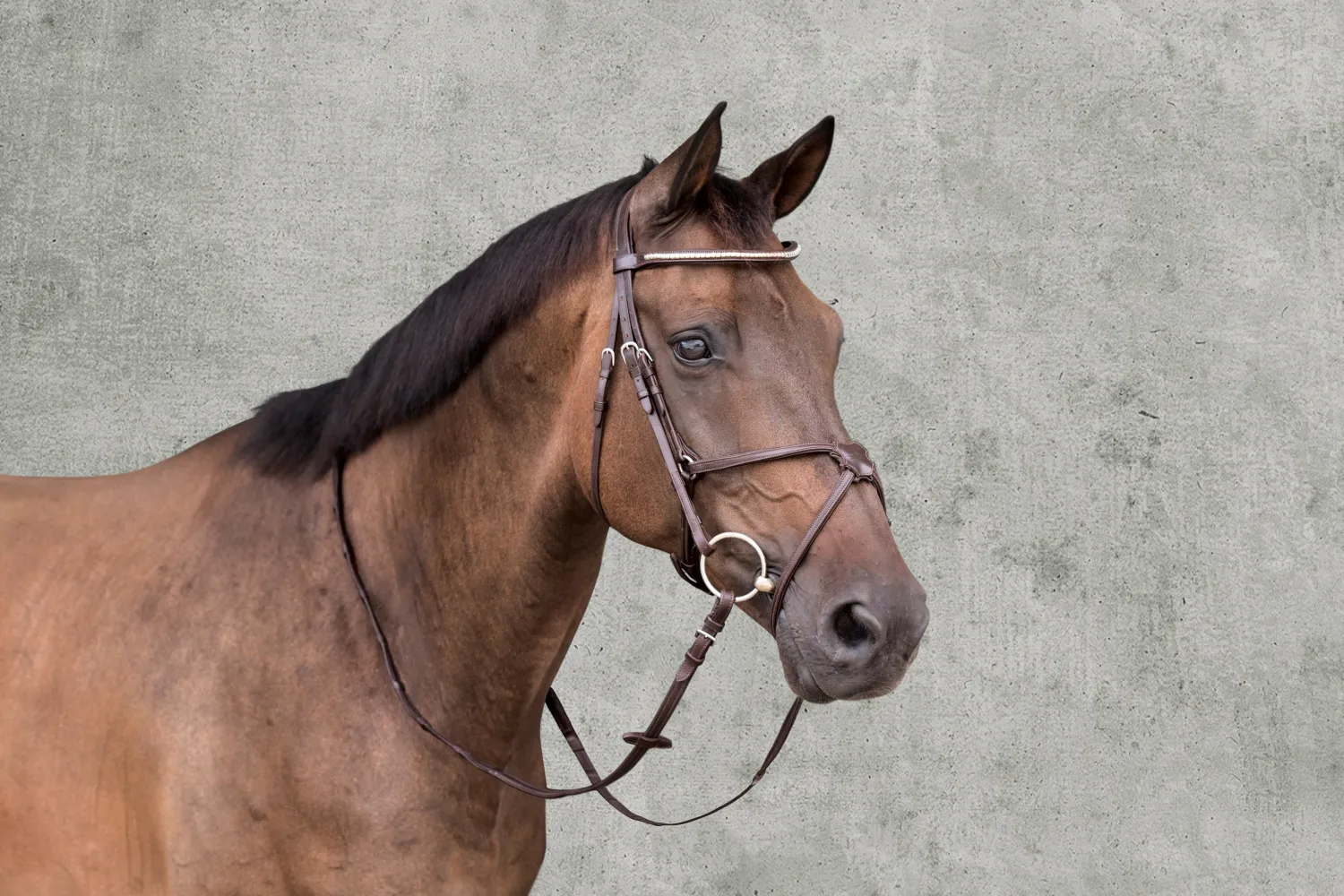 New SCHOCKEMOEHLE N.A. Schockemöhle Rio Select Anatomic Figure-8 Bridle Espresso/Silver