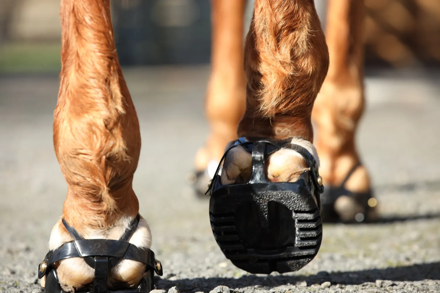 Best INTREPID INTL Scoot Boot Adjust Hoof Boots - Pair Black