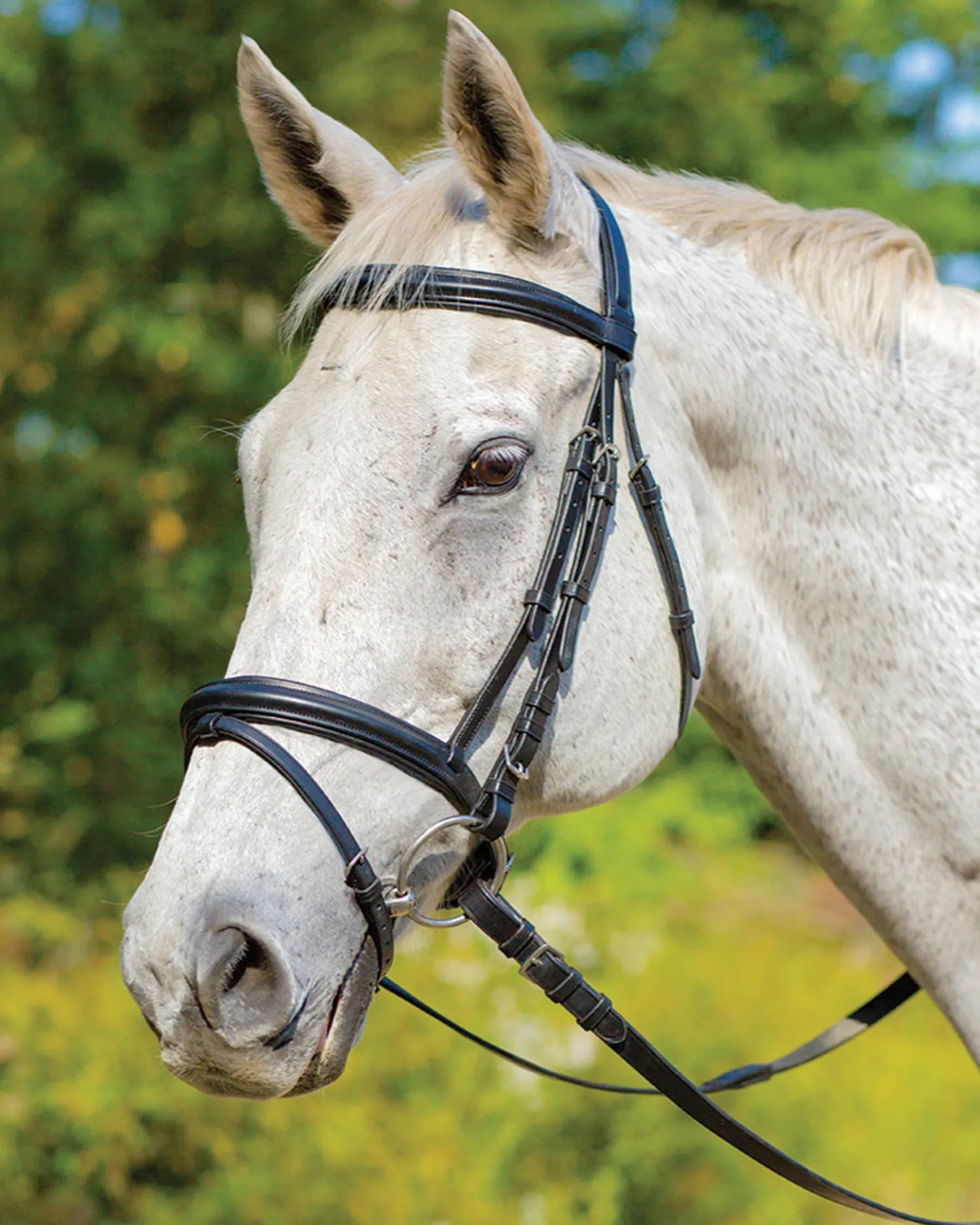Outlet SHIRES EQUESTRIAN Shires Avignon Louisville Bridle