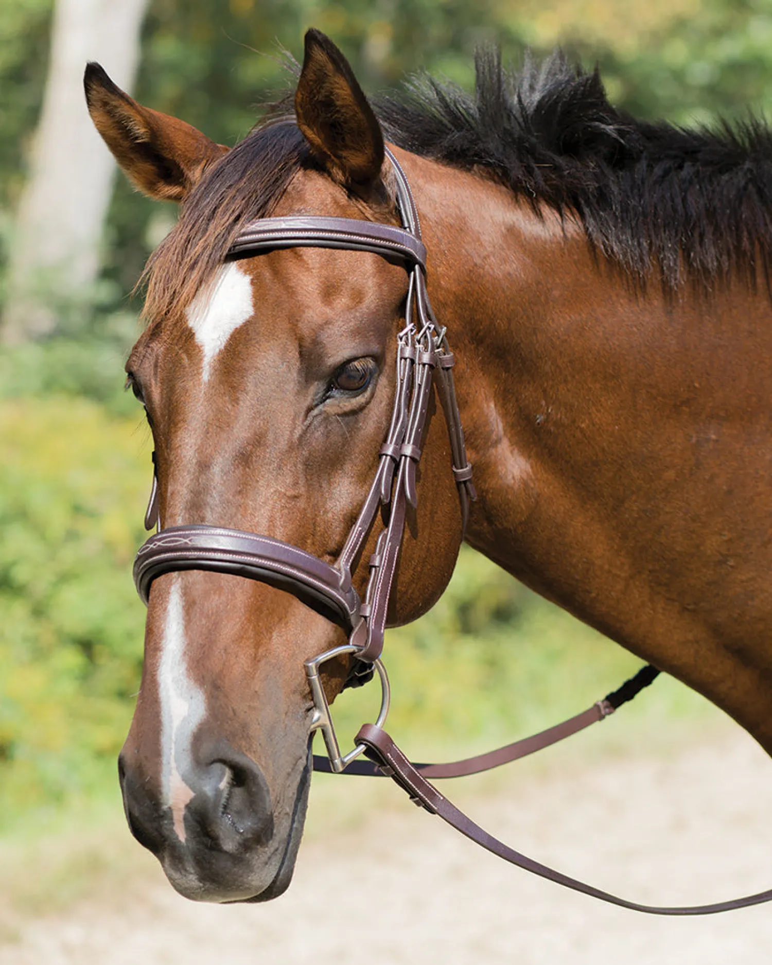 Online SHIRES EQUESTRIAN Shires Avignon Wellington Bridle Havana