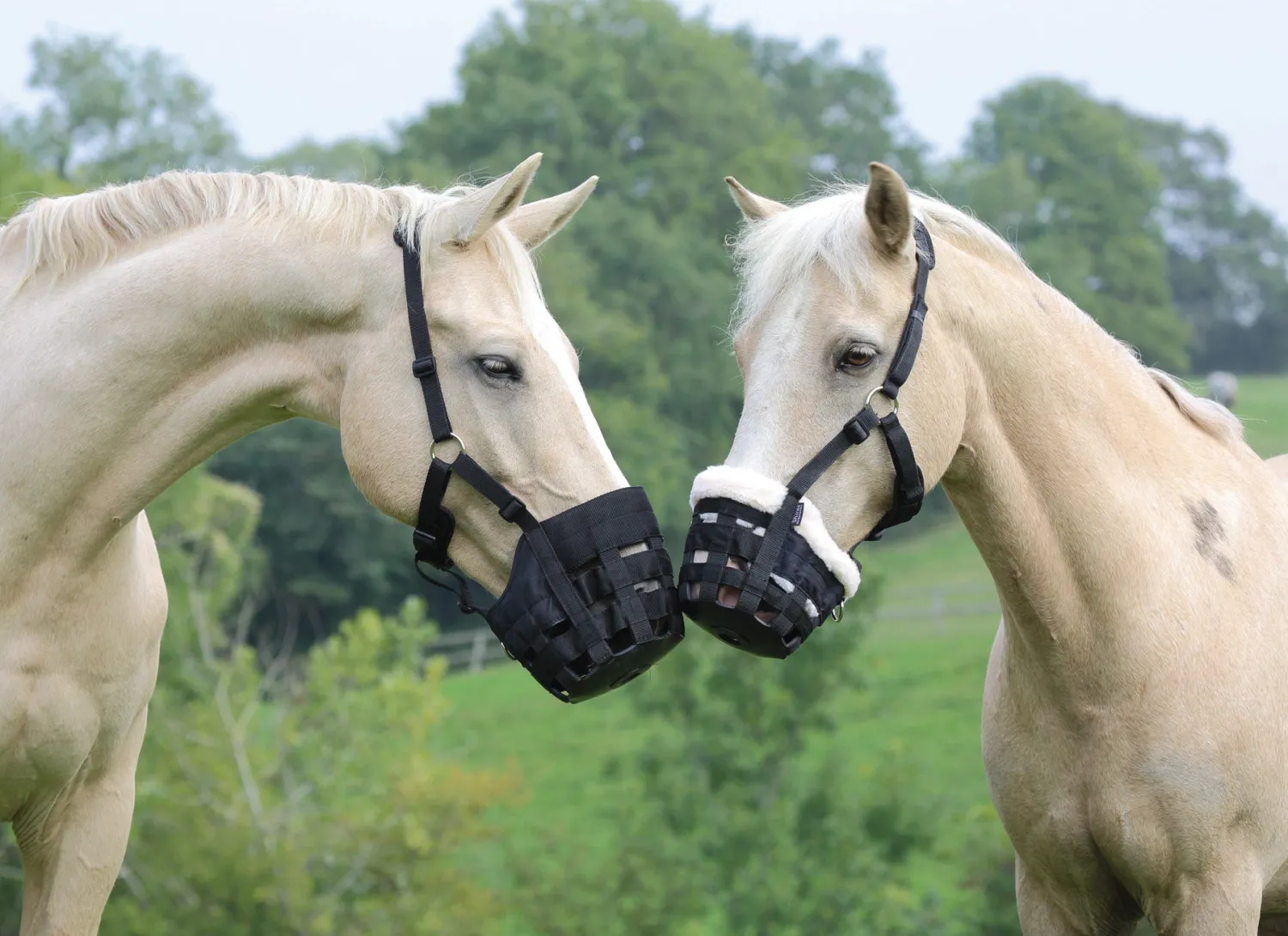 Online SHIRES EQUESTRIAN Shires Deluxe Grass Muzzle Black