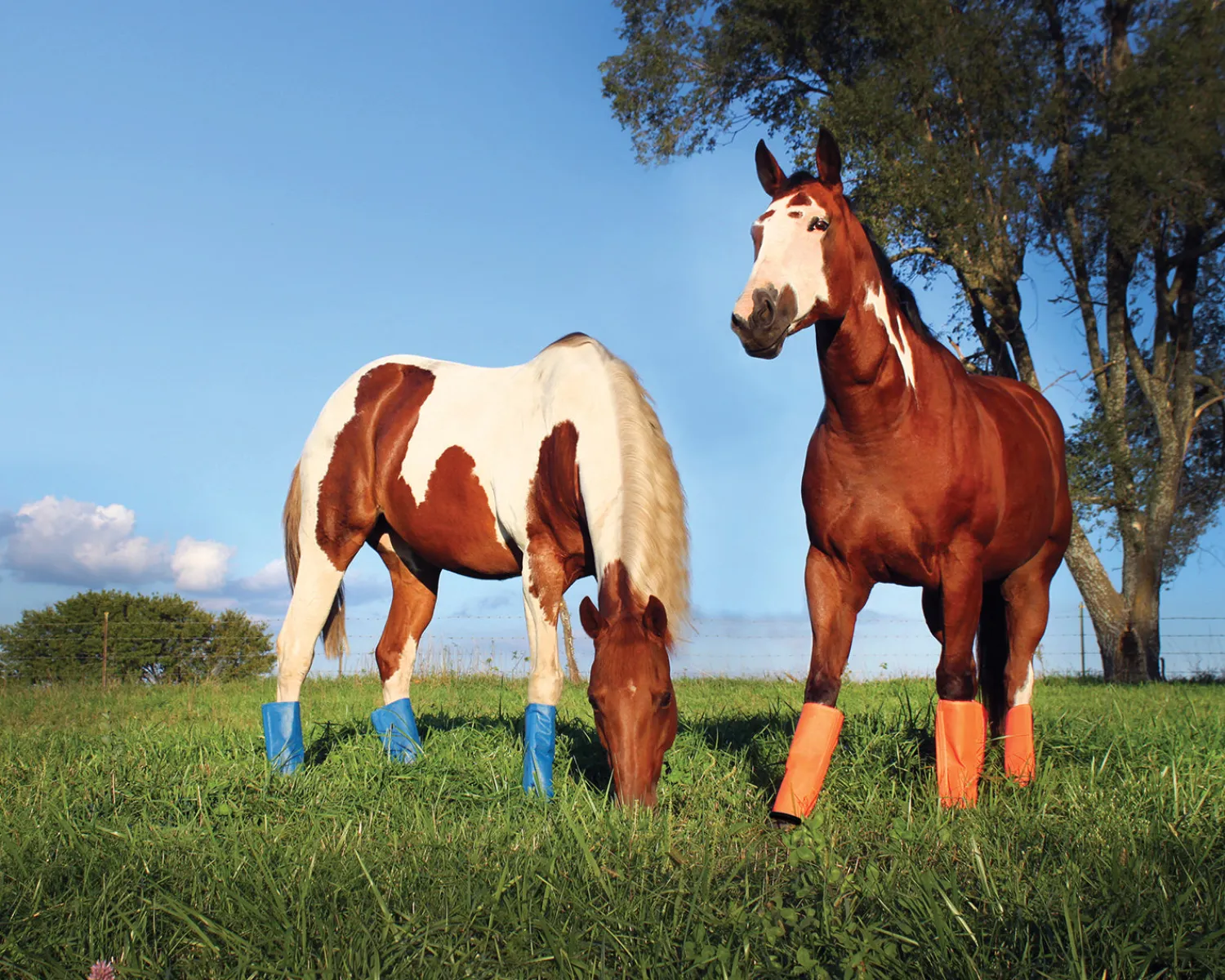 Sale ANIMAL HEALTH INT Shoofly Leggins™ Set of 4