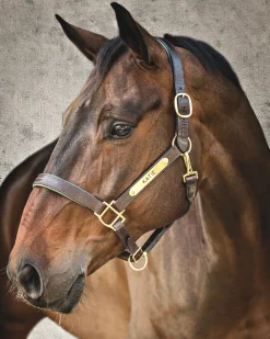 HARMOHN KRAFT Showmark™ Classic Fancy-Stitched Leather Halter