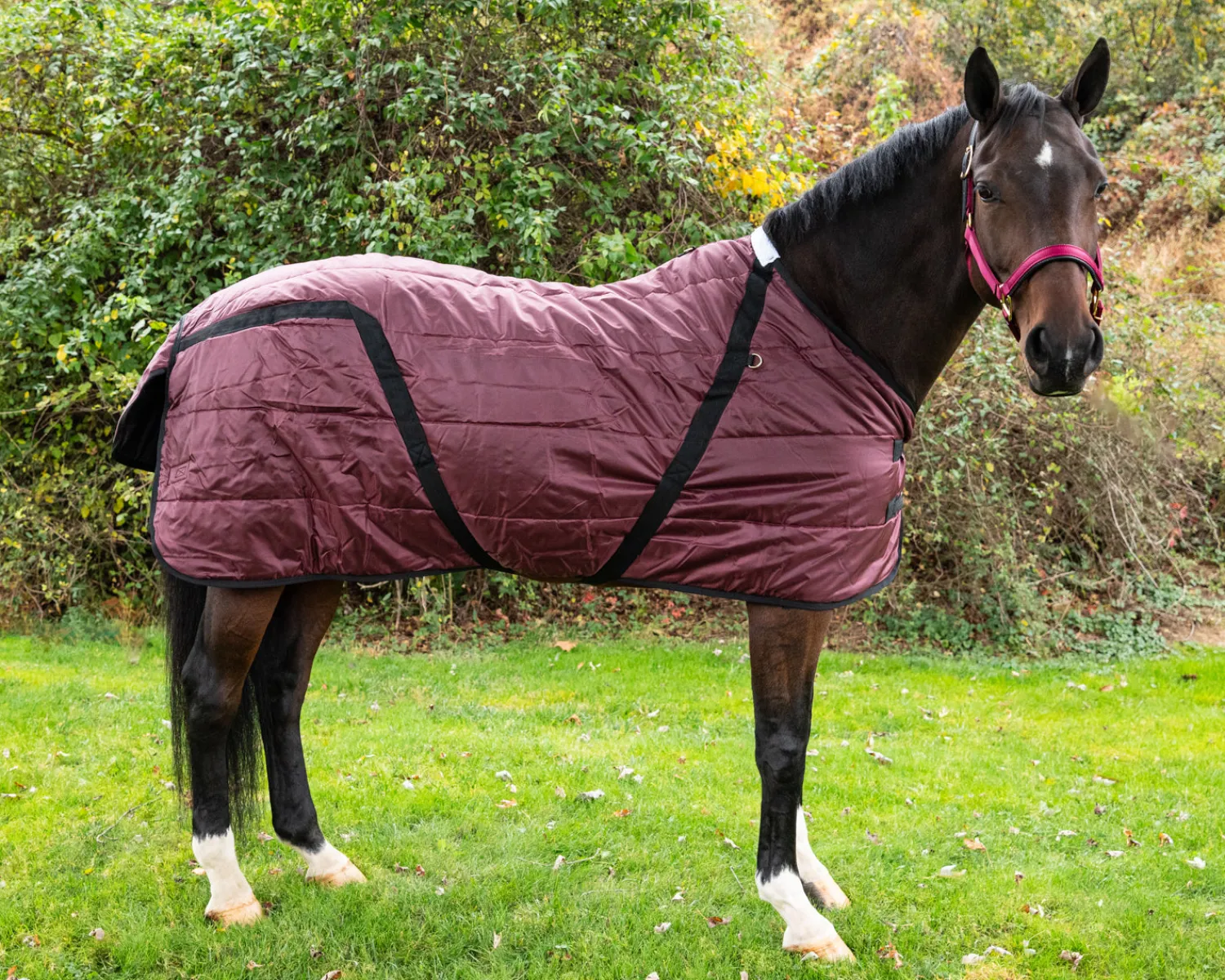 Best INTREPID INTL Snuggie Heavyweight Stable Blanket, Large