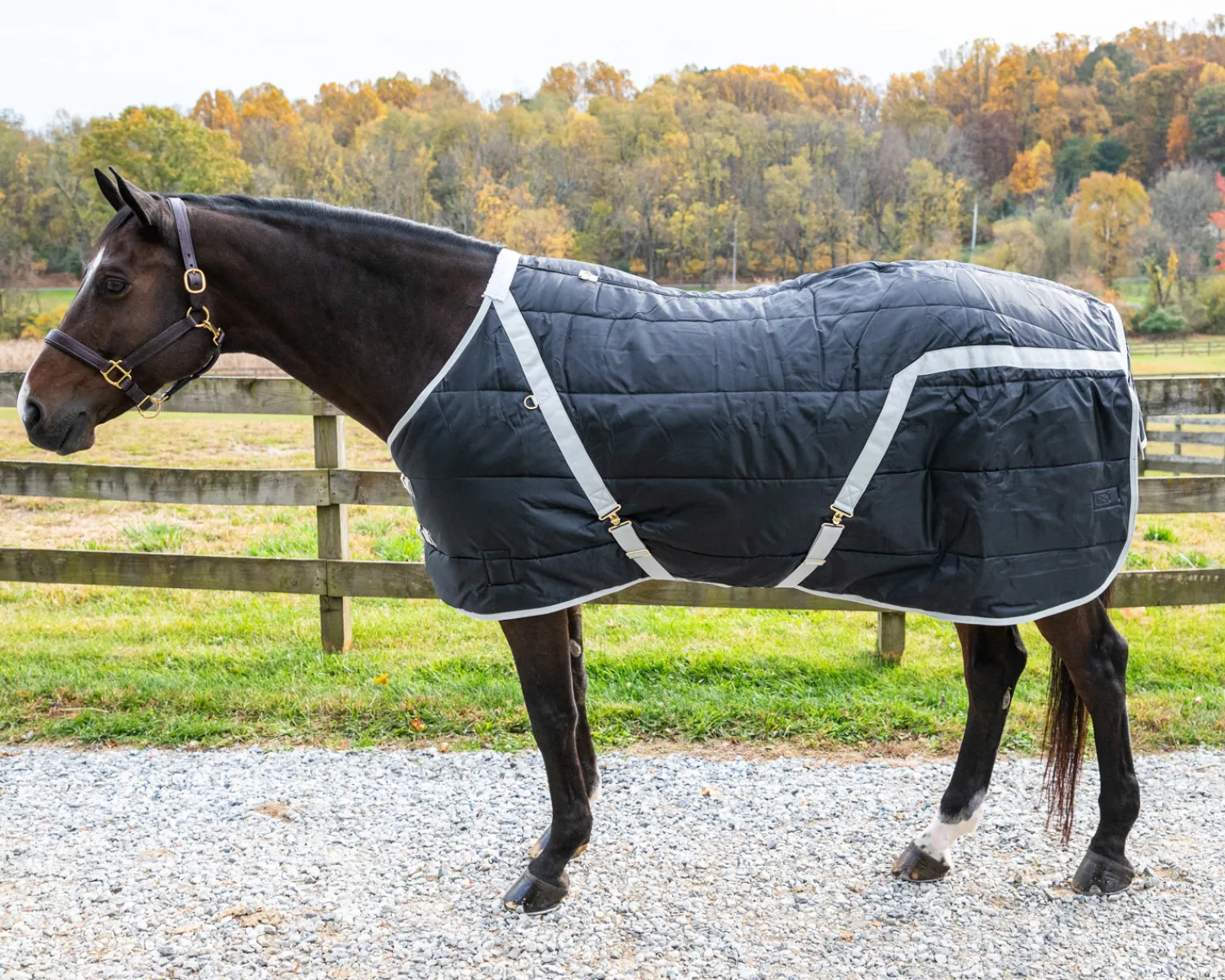Best INTREPID INTL Snuggie Heavyweight Stable Blanket, Large