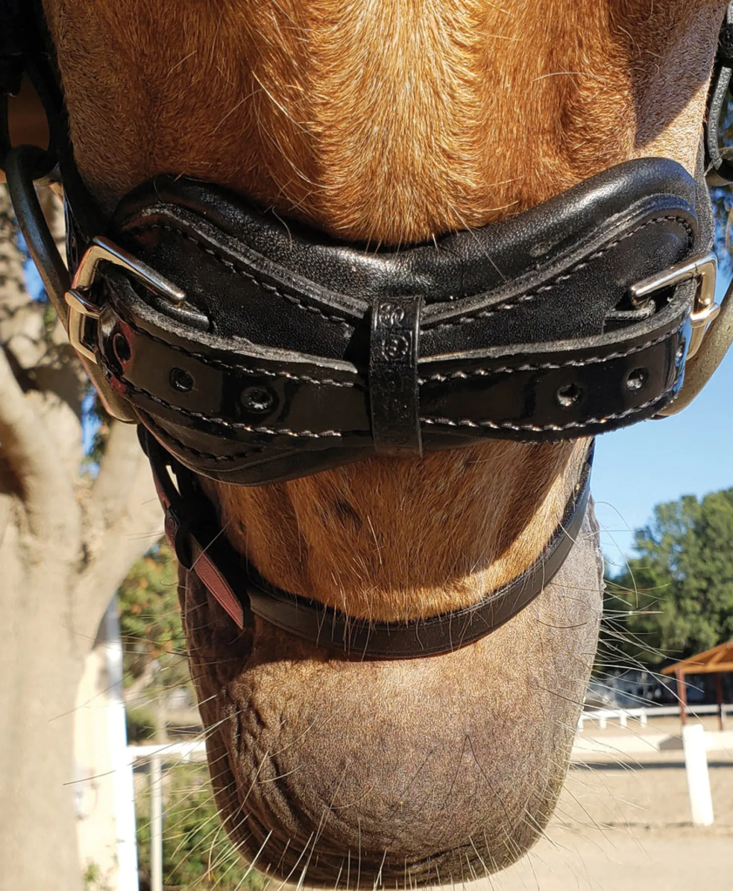 Outlet STUBBEN N.A. Stübben Patent Switch Combo Bridle Black/Black Patent