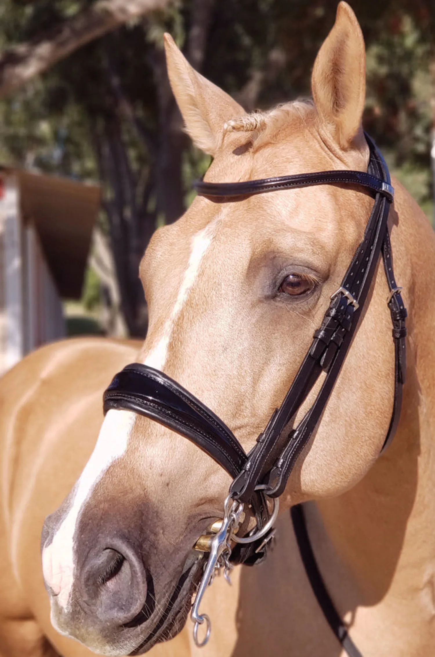 Outlet STUBBEN N.A. Stübben Patent Switch Combo Bridle Black/Black Patent