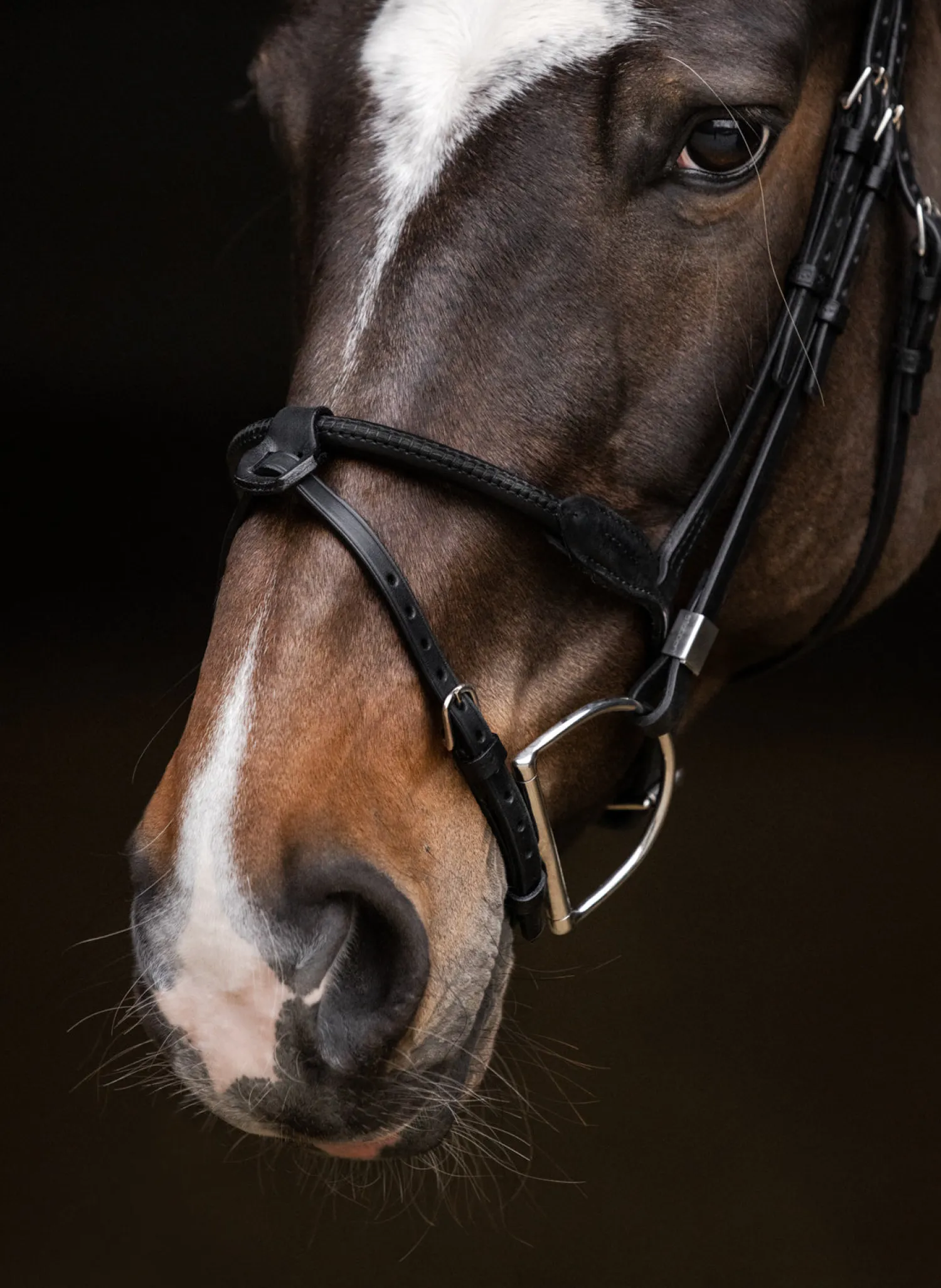 Best STUBBEN N.A. Stübben Pro Jump Bridle with Rope Noseband & Removable Flash