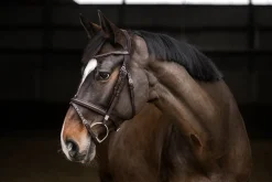 Sale STUBBEN N.A. Stübben Pro Jump Bridle with Removable Flash Noseband