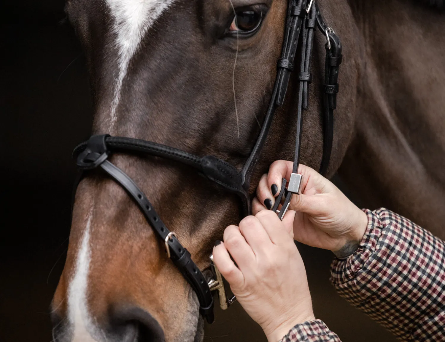 Sale STUBBEN N.A. Stübben Pro Jump Bridle with Removable Flash Noseband