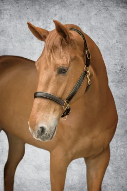 Outlet KINGS INTERNATIONAL Suffolk™ Lined Halter