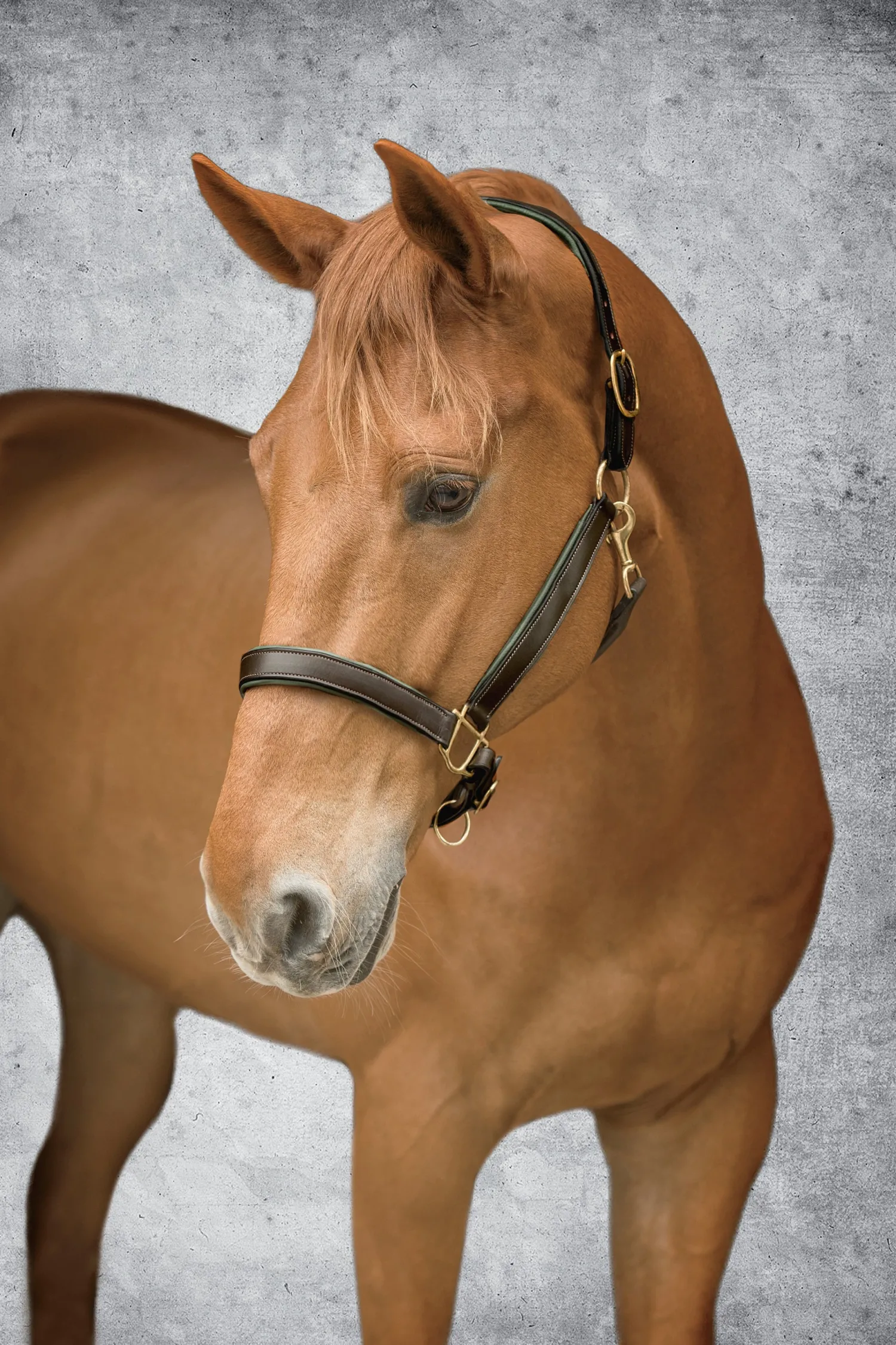 Outlet KINGS INTERNATIONAL Suffolk™ Lined Halter