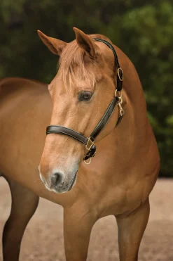 Outlet KINGS INTERNATIONAL Suffolk™ Lined Halter