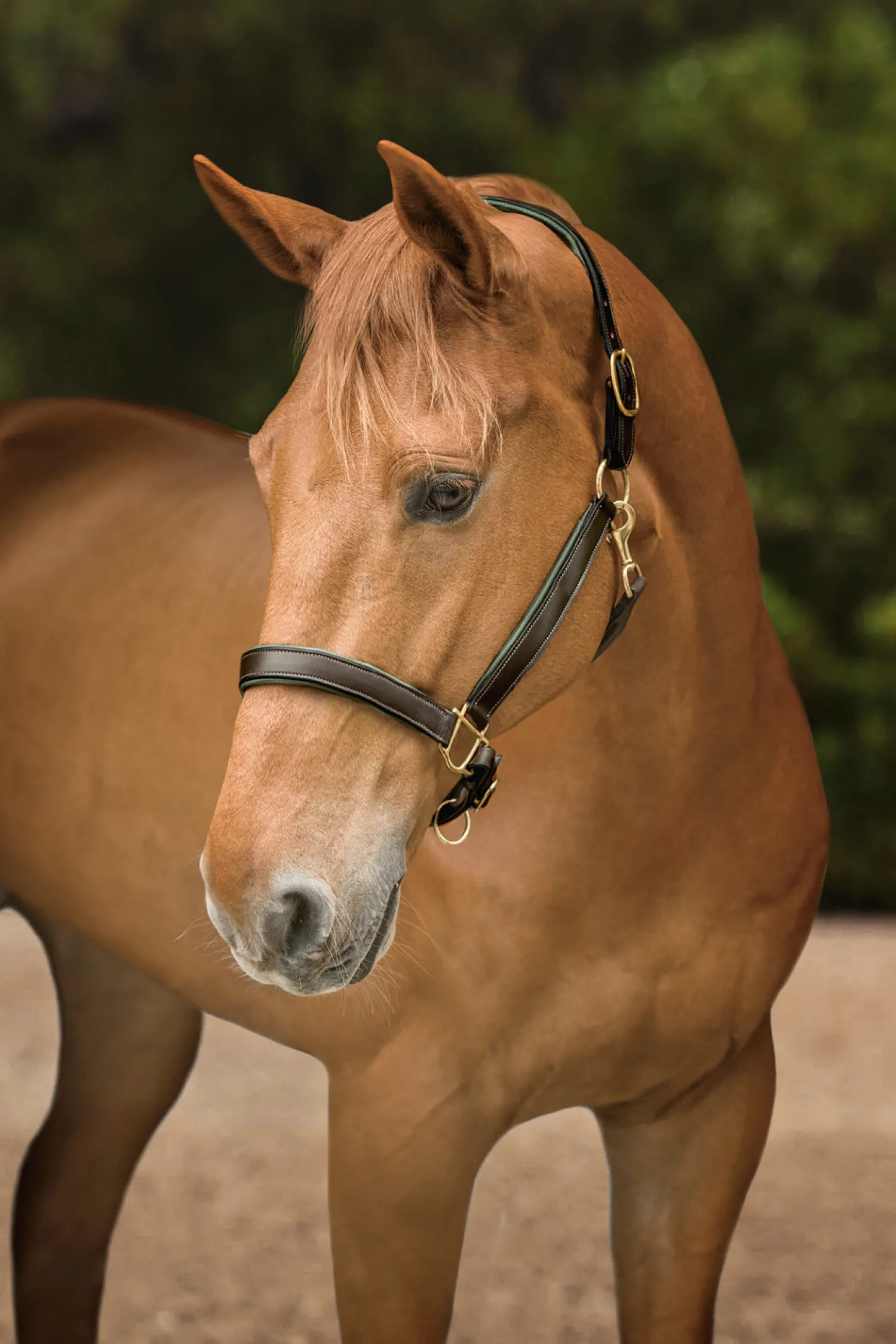 Outlet KINGS INTERNATIONAL Suffolk™ Lined Halter