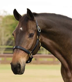 Outlet KINGS INTERNATIONAL Suffolk™ Lined Halter