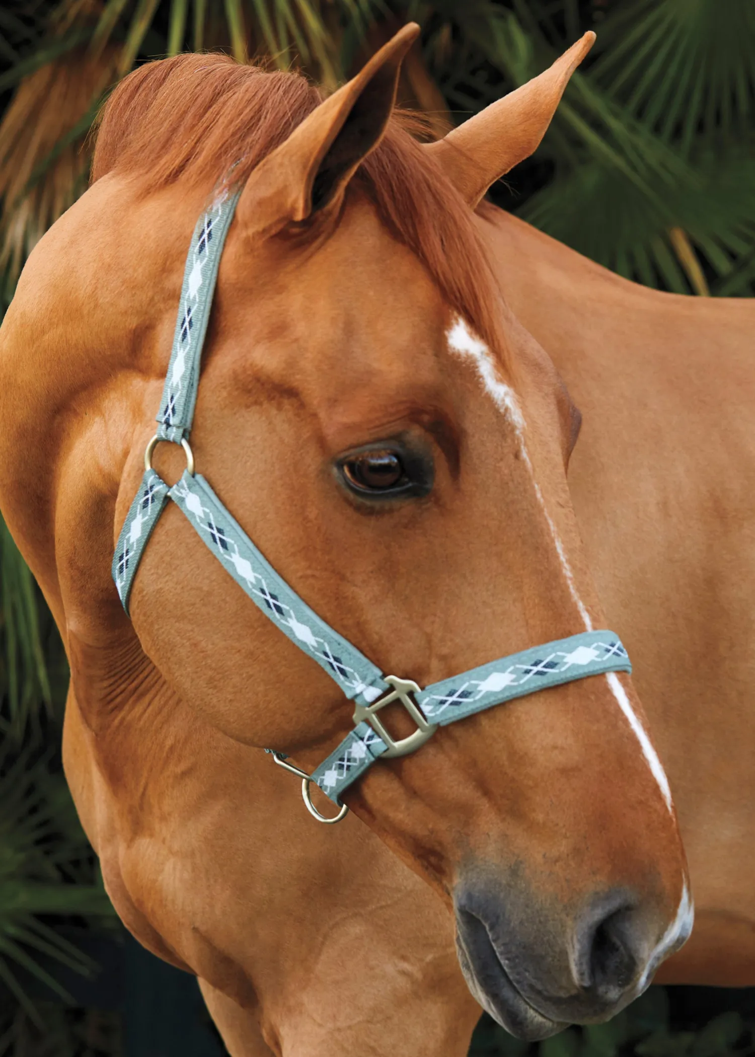 Sale TEXT HORSE Suffolk™ Woven Argyle Breakaway Halter