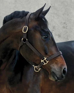 Sale PUSHKAR INTL Suffolk™ Palermo Triple-Stitched Halter Chocolate