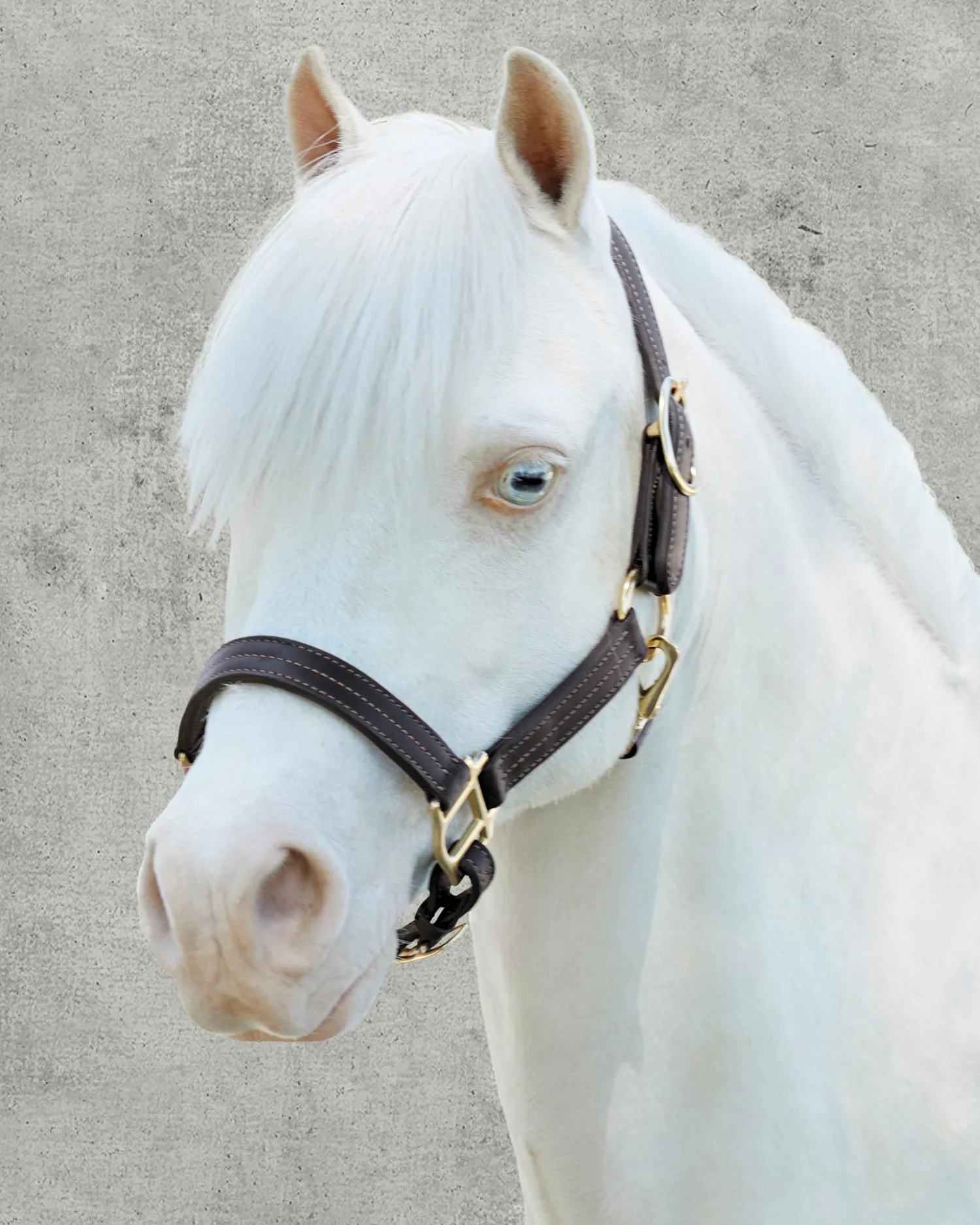 Sale PUSHKAR INTL Suffolk™ Palermo Triple-Stitched Halter Chocolate